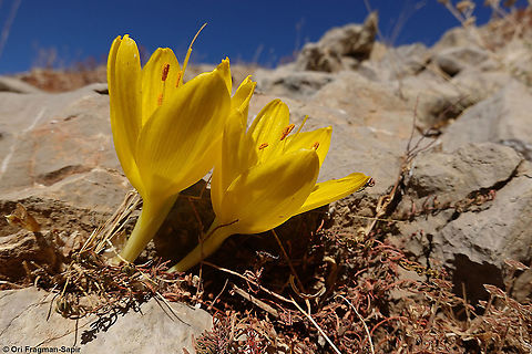 Sternbergia clusiana  Fall,Geotagged,Israel,Sternbergia clusiana
