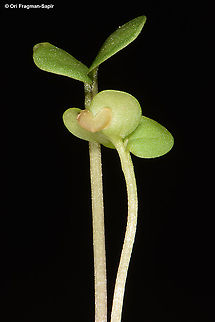 Conringia orientalis  Conringia orientalis