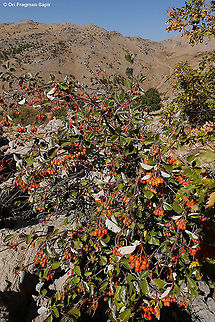 Sorbus umbellata  Fall,Geotagged,Sorbus umbellata