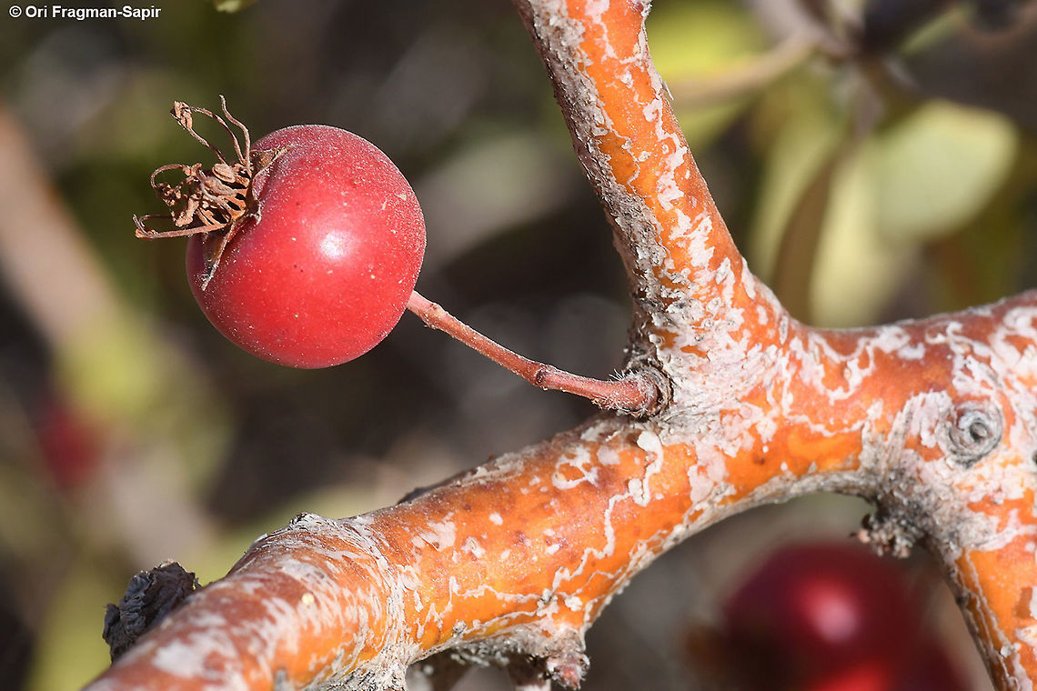 Crataegus sinaicus  Crataegus &times; sinaica,Fall,Geotagged