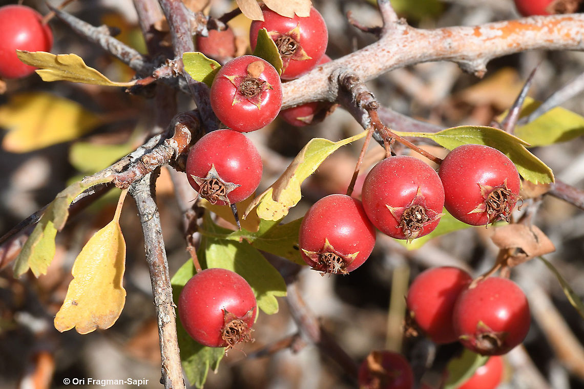 Crataegus x sinaicus  Crataegus &times; sinaica,Fall,Geotagged