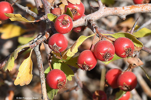 Crataegus x sinaicus  Crataegus × sinaica,Fall,Geotagged