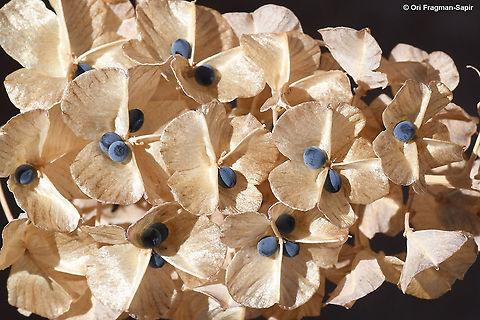 Bellevalia hermonis A small alpine tumble weed that disperses just now its amazing blue seeds. Bellevalia hermonis,Fall,Geotagged