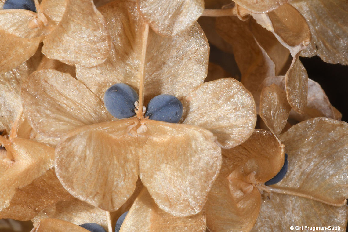 Bellevalia hermonis A small alpine tumble weed that disperses just now its amazing blue seeds. Bellevalia hermonis