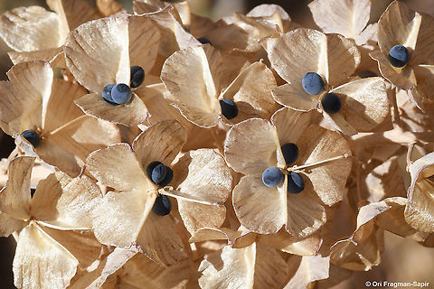 Bellevalia hermonis A small alpine tumble weed that disperses just now its amazing blue seeds. Bellevalia hermonis