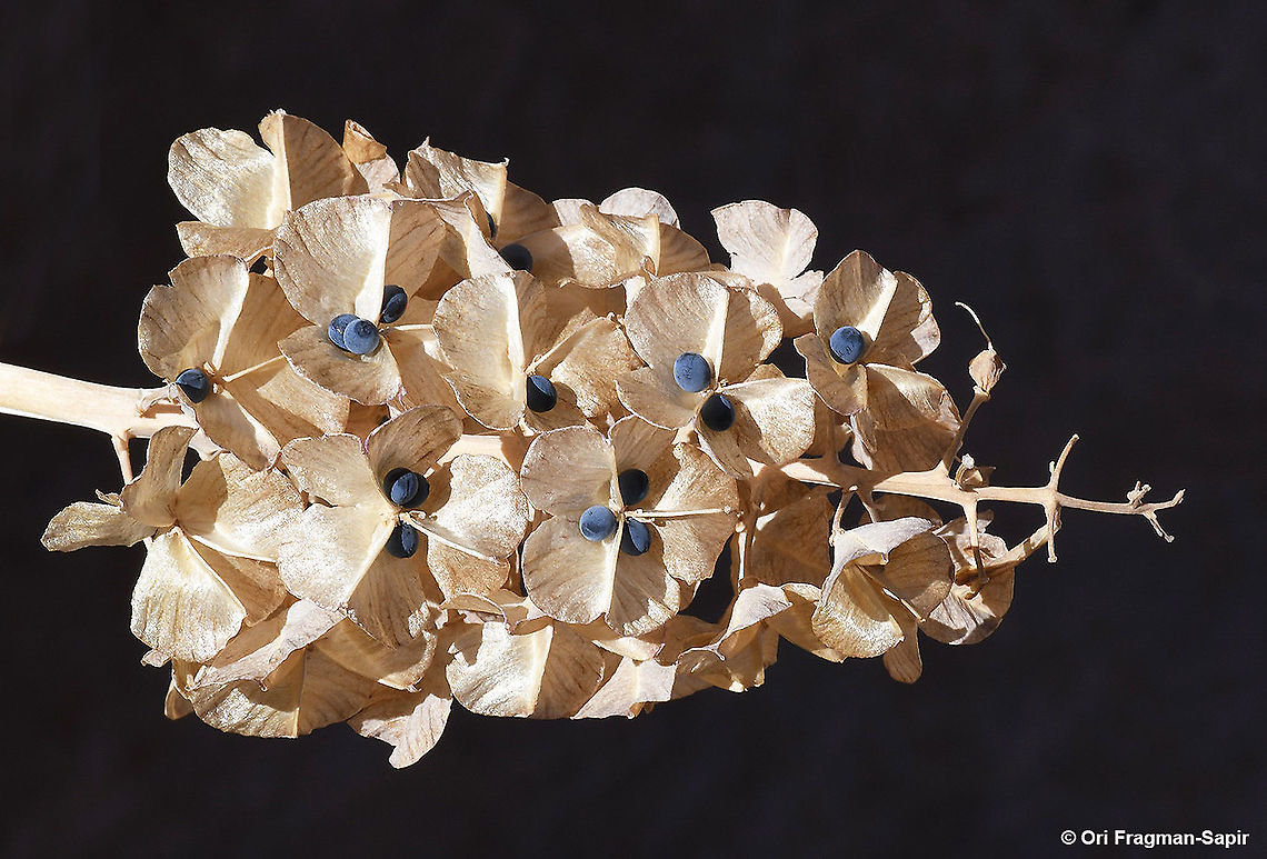 Bellevalia hermonis A small alpine tumble weed that disperses just now its amazing blue seeds. Bellevalia hermonis,Fall,Geotagged