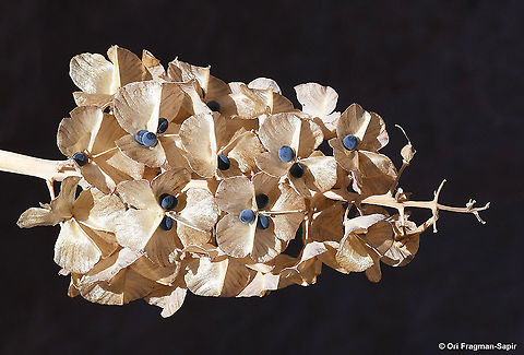 Bellevalia hermonis A small alpine tumble weed that disperses just now its amazing blue seeds. Bellevalia hermonis,Fall,Geotagged