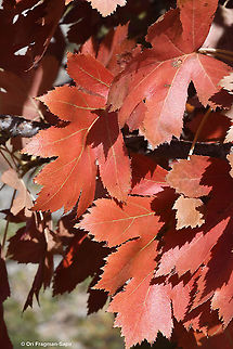 Sorbus torminalis  Fall,Geotagged,Sorbus torminalis,Wild service tree