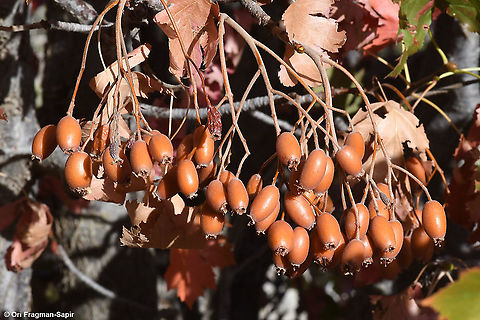 Sorbus torminalis  Fall,Geotagged,Sorbus torminalis,Wild service tree