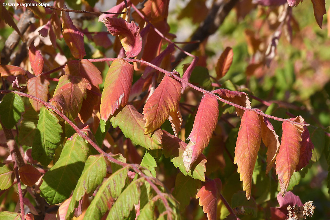 Rhus coriaria  Fall,Geotagged,Rhus coriaria