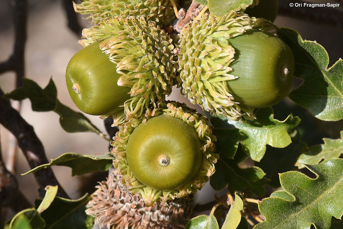 Quercus look  Fall,Geotagged,Quercus look