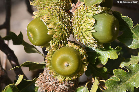 Quercus look  Fall,Geotagged,Quercus look