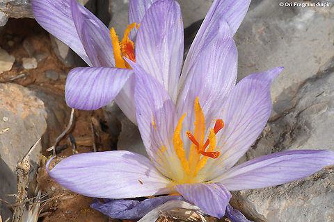 Crocus pallasii  Crocus pallasii,Fall,Geotagged