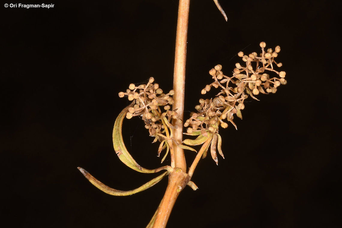 Galium verum  Fall,Galium verum,Geotagged,Lady's bedstraw