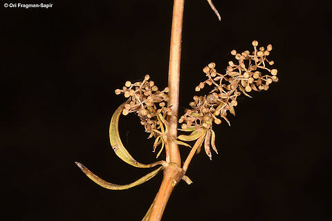Galium verum  Fall,Galium verum,Geotagged,Lady's bedstraw