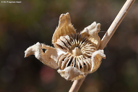 Alcea dissecta  Alcea dissecta,Fall,Geotagged