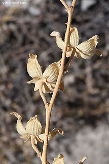 Alcea dissecta  Alcea dissecta,Fall,Geotagged