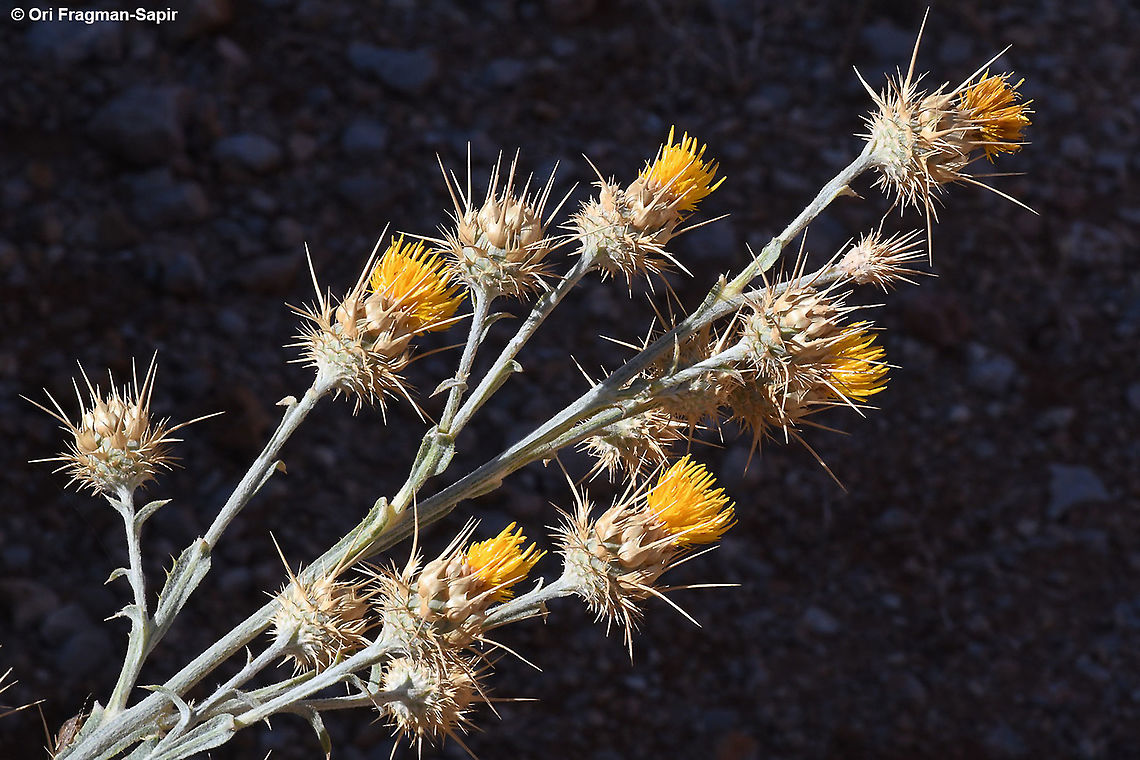 Centaurea onopordifolia  Centaurea onopordifolia,Fall,Geotagged