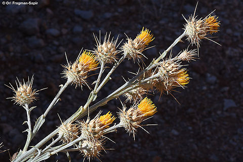 Centaurea onopordifolia  Centaurea onopordifolia,Fall,Geotagged