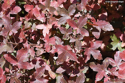 Acer monspessulanum ssp microphyllum  Acer monspessulanum,Fall,Geotagged,Montpellier maple