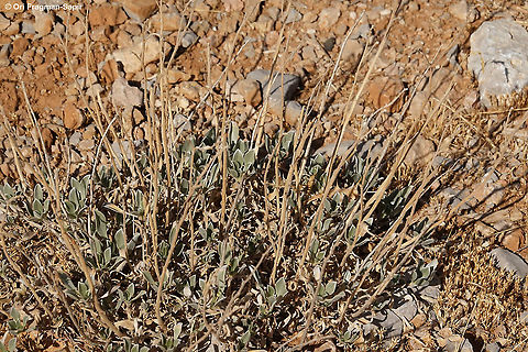 Onosma sericea  Fall,Geotagged,Onosma sericea