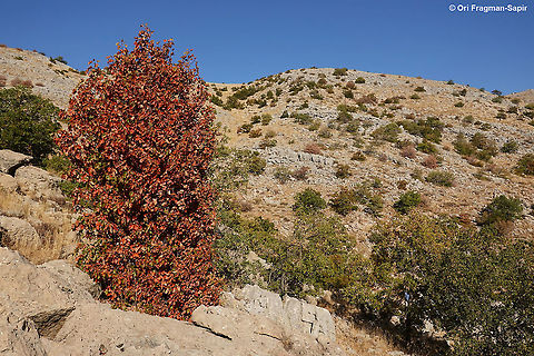 Sorbus torminalis  Fall,Geotagged,Sorbus torminalis,Wild service tree