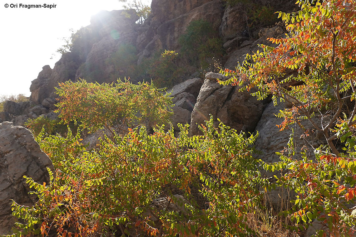 Rhus coriaria  Fall,Geotagged,Rhus coriaria