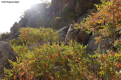 Rhus coriaria  Fall,Geotagged,Rhus coriaria