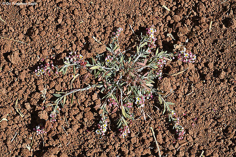Polygonum cedrorum  Fall,Geotagged,Polygonum cedrorum