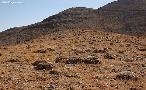 Astragalus cruentiflorus Typical tragacanth vegetation Astragalus cruentiflorus,Fall,Geotagged