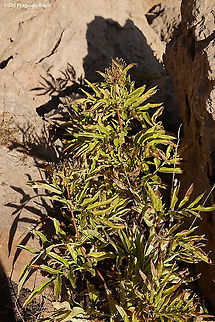 Sambucus ebulus  European dwarf elder,Sambucus ebulus