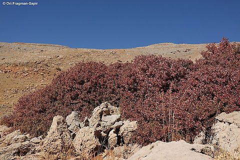 Acer monspessulanum ssp microphyllum  Acer monspessulanum,Fall,Geotagged,Montpellier maple