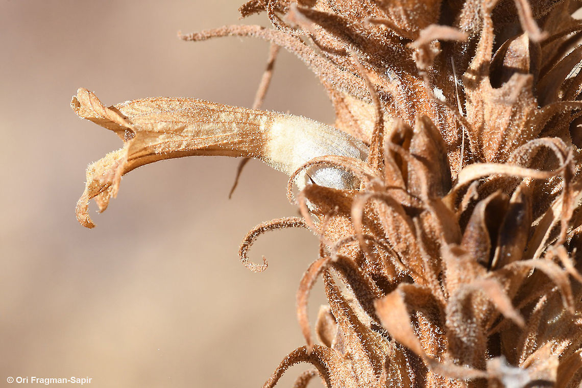Orobanche schultzii  Fall,Geotagged,Orobanche schultzii