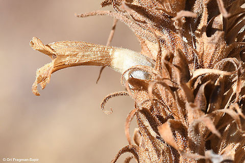 Orobanche schultzii  Fall,Geotagged,Orobanche schultzii