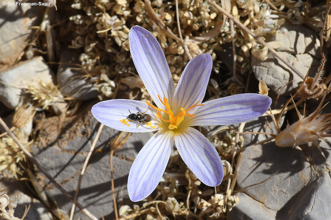 Crocus hermoneus ssp hermoneus  Crocus hermoneus,Fall,Geotagged