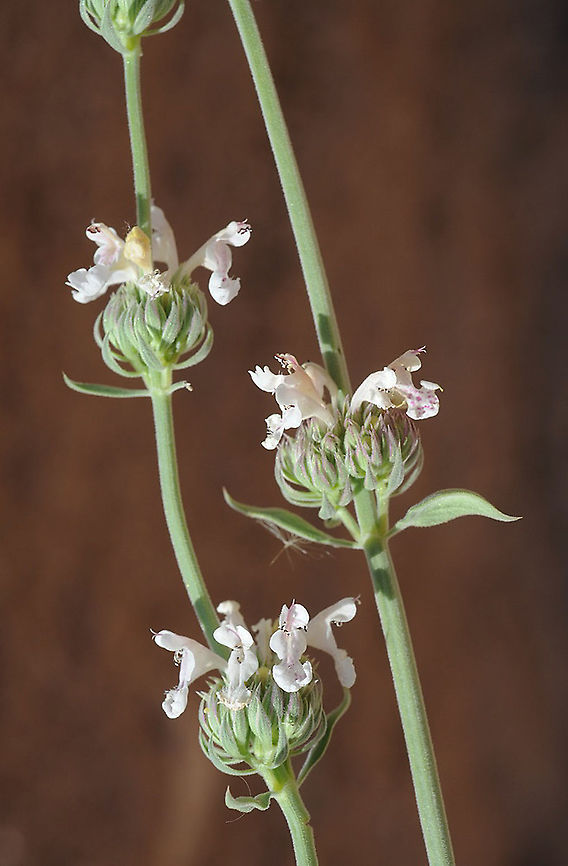 Nepeta italica S Jordan, Jebel Bagger Geotagged,Jordan,Nepeta italica,Spring