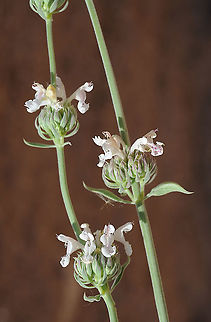 Nepeta italica S Jordan, Jebel Bagger Geotagged,Jordan,Nepeta italica,Spring