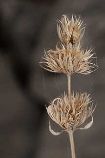 Nepeta italica Hermon, lower Ski station, 1650m Fall,Geotagged,Nepeta italica