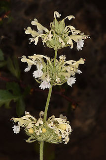Nepeta italica Mt Hermon 1550m Geotagged,Nepeta italica,Summer