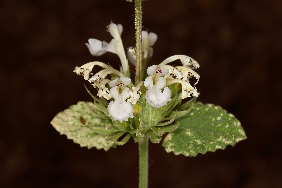 Nepeta italica Mt Hermon 1650m Geotagged,Nepeta italica,Spring