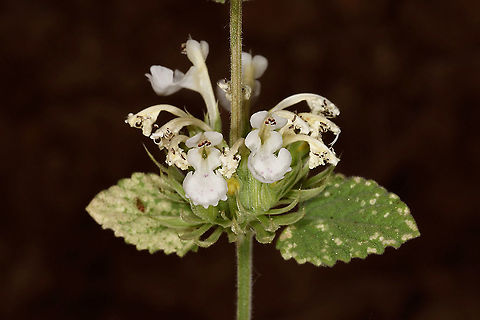 Nepeta italica Mt Hermon 1650m Geotagged,Nepeta italica,Spring