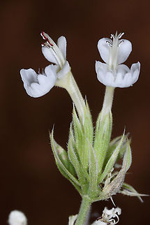 Nepeta italica Mt Hermon 1650m Geotagged,Nepeta italica,Spring