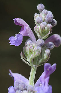 Nepeta curviflora  Nepeta curviflora