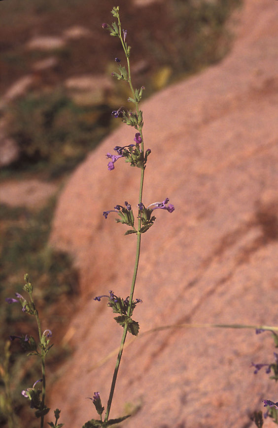 Nepeta septemcrenata S Sinai Highlands, Wadi Tubug, 23/9/91, 1800m. Nepeta septemcrenata