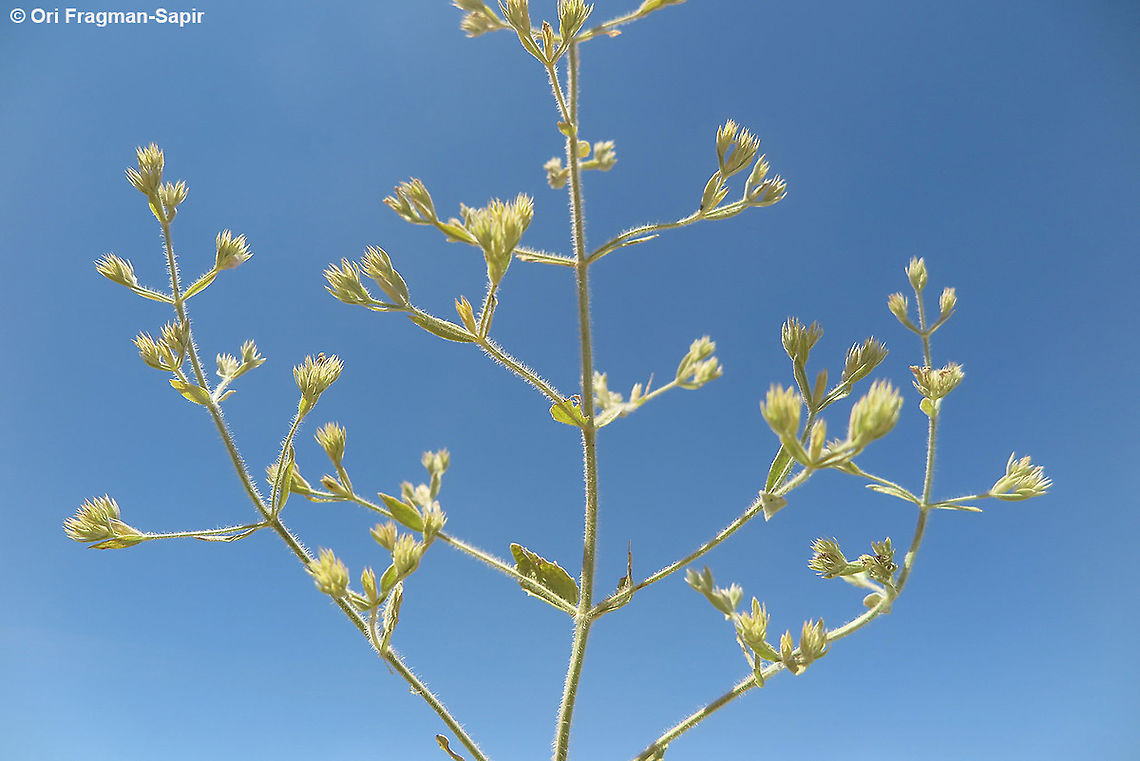 Nepeta congesta S Jordan, upper Dana Nepeta congesta