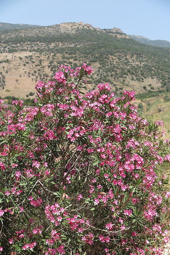 Nerium oleander Loweer Hermon, Saar fall Geotagged,Nerium,Nerium oleander,Spring