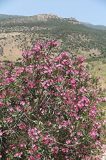 Nerium oleander Loweer Hermon, Saar fall Geotagged,Nerium,Nerium oleander,Spring