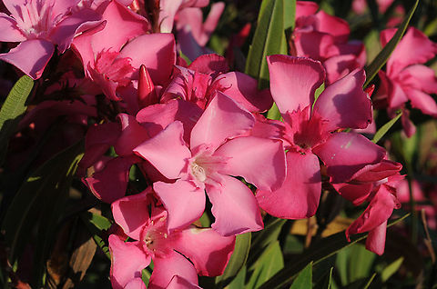 Nerium oleander Mt Hermon, Nahal Sa'ar Geotagged,Nerium,Nerium oleander,Spring