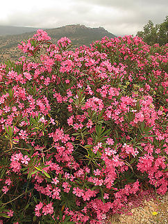 Nerium oleander Mt Hermon, Saar fall Geotagged,Nerium,Nerium oleander,Spring