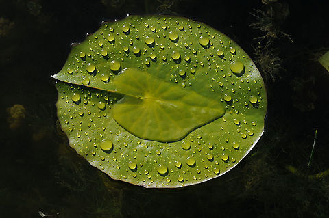 Nymphaea caerulea  Nymphaea caerulea